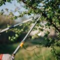 Tree Maintenance
