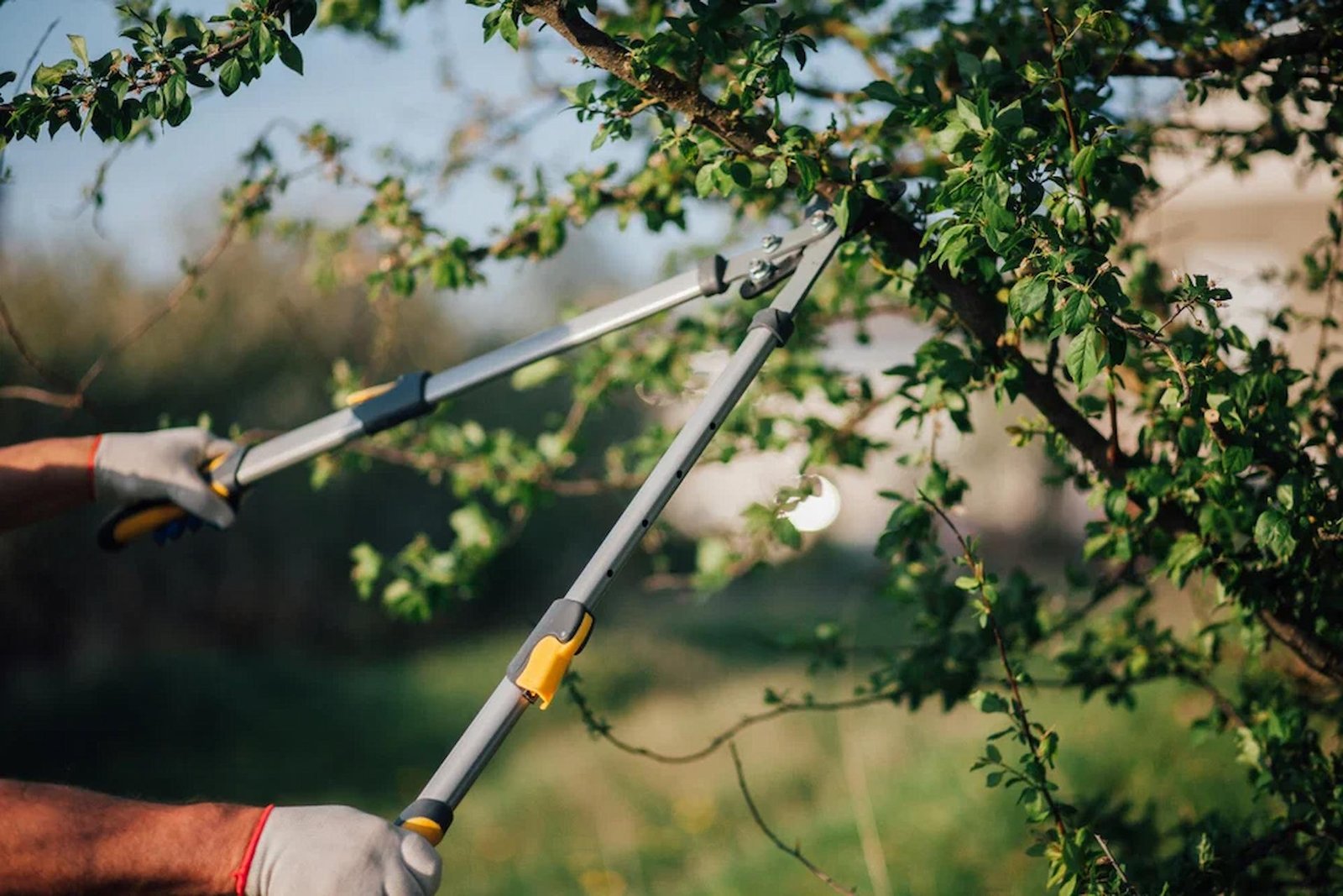 Tree Maintenance